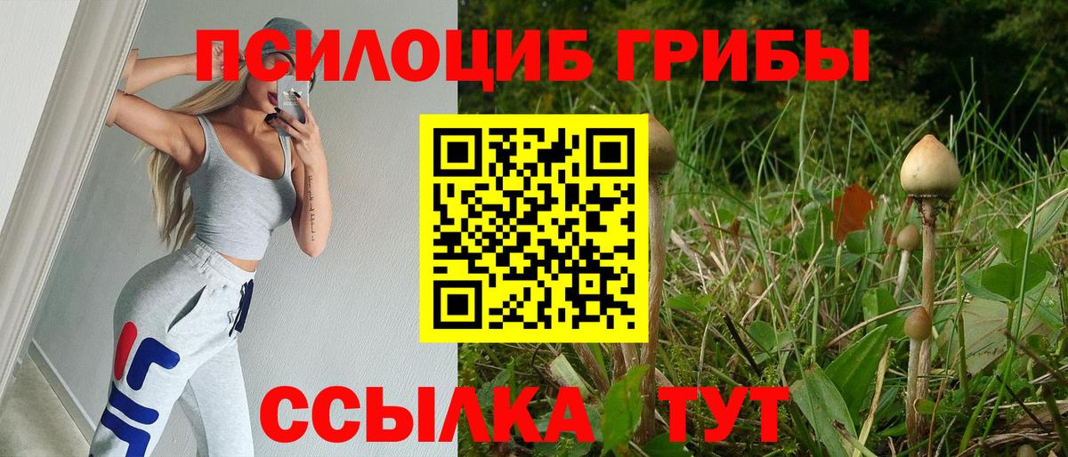 Галлюциногенные грибы Psilocybe Новошахтинск